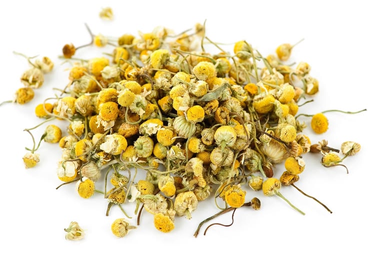 Egyptian Chamomile