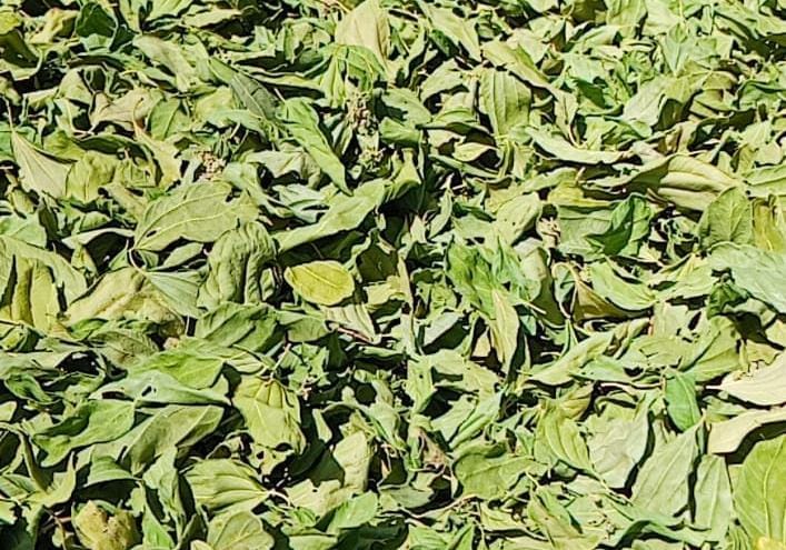 Dried Molokhia Leaves from Egypt